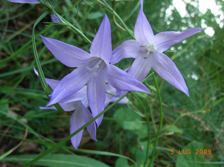 Campanula rapunculus